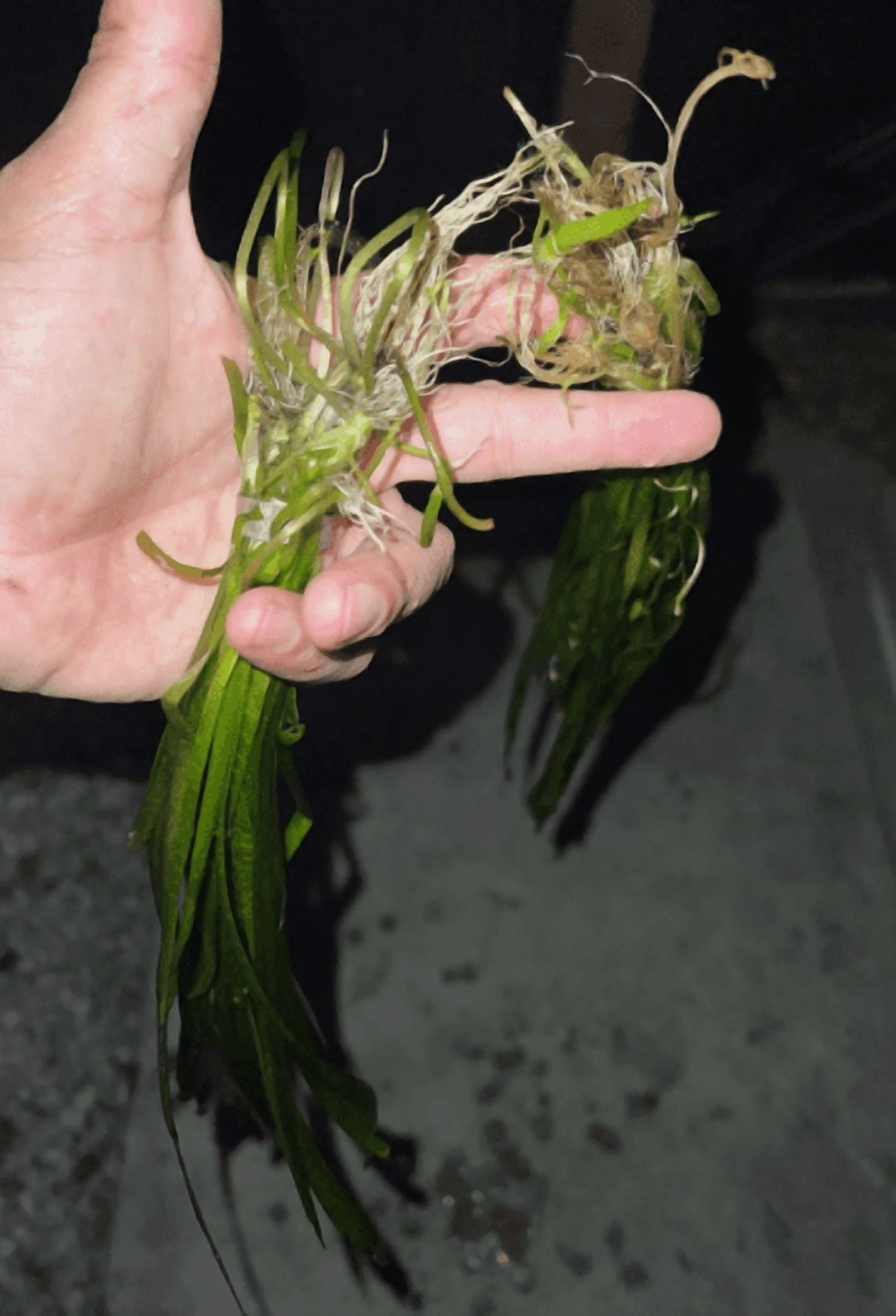 Vallisneria Live Aquarium Plant – Freshwater Aquatic Grass Plant for Fish Tanks & Aquascaping