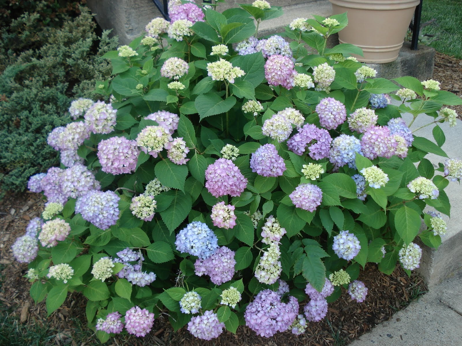 Image of Hydrangea nursery image 4