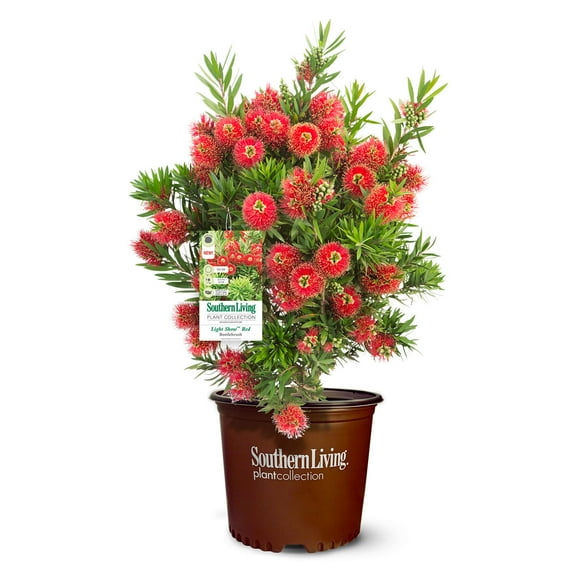 Southern Living Light Show Bottlebrush Live Shrub in 2-Gallon Grower Pot