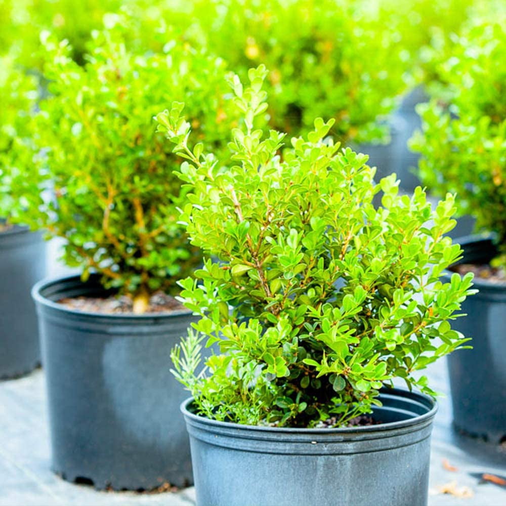 Types Of Boxwood Evergreen Shrubs