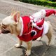 thumbnail image 2 of Disfraz de Papá Noel para perro, ropa navideña para mascotas, disfraz de Papá Noel montado para mascotas, disfraz de fiesta para perros y gatos, atuendo para perros pequeños, medianos y, 2 of 5