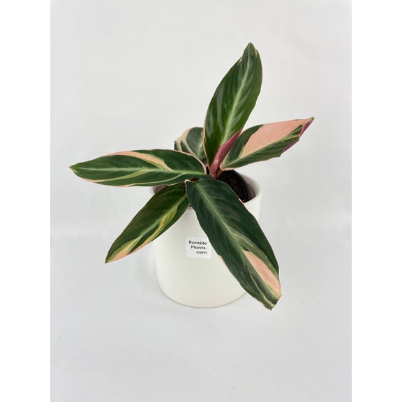 Calathea Triostar (Stromanthe Sanguinea) - Live Air-Purifying Indoor Plant in Nursery Pot – Easy Care, Low Maintenance Houseplant for Home & Office Decor, Natural Air Cleaner, Best for Beginners