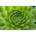 thumbnail image 1 of Succulent Poster Print, Large - 36 x 24, 1 of 1