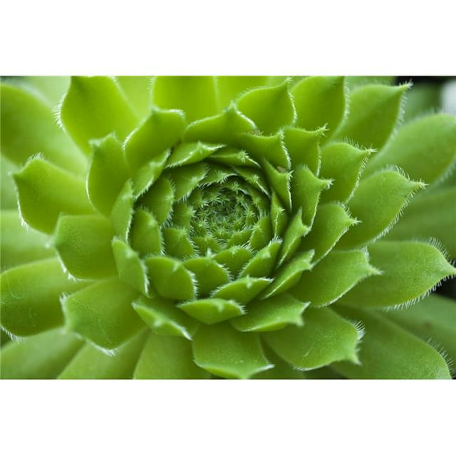 Succulent Poster Print, Large - 36 x 24