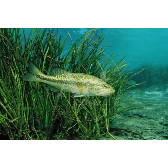 Largemouth Bass, Micropterus Salmoides, Usa, Florida, FL, Animals Unframed Photographic Print Wall Art by Reinhard Dirscherl Sold by Art.Com