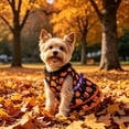 thumbnail image 6 of Aoznliie Dog Clothes, Halloween Pumpkin Lace Dress for Small Cats Dogs, M 6.6-8.8lb Cute Pet Outfit for Halloween Party & Pet Cosplay, Black, 6 of 7
