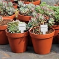 thumbnail image 4 of ELAYARD 50Ud Etiquetas Metálicas Para Plantas Con Inoxidable Resistente, 4 of 8