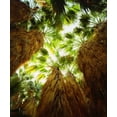 thumbnail image 2 of Talbot Frank, Christopher 26x30 White Modern Wood Framed Museum Art Print Titled - California, Anza-Borrego Desert Fan Palm trees, 2 of 4