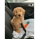 thumbnail image 2 of 1pc Adjustable Pet Car Safety Lead Leash, Dog Car Seat Belt In Black, 2 of 5