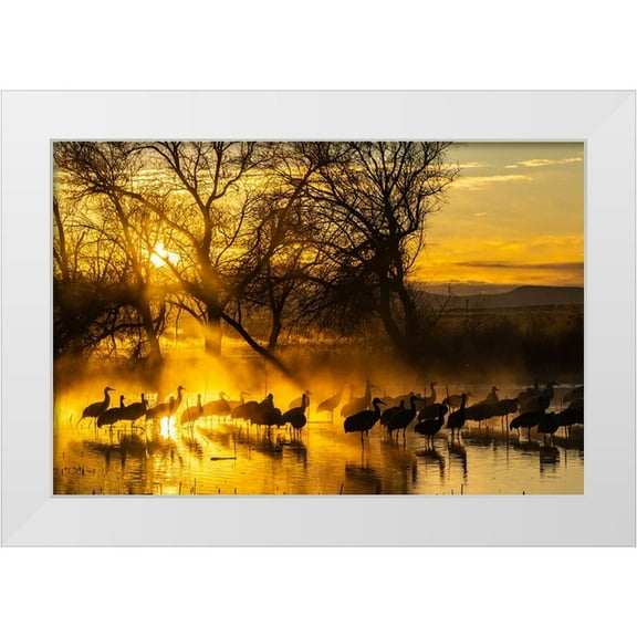 Jaynes Gallery 14x11 White Modern Wood Framed Museum Art Print Titled - USA-New Mexico-Bernardo Wildlife Management Area-Sandhill cranes in water on foggy sunrise