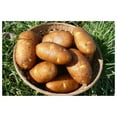 YUNTIE Russet Seed Potatoes USDA Certified for Growers Size B Non GMO