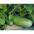 thumbnail image 1 of 50 BANANA MELON Fruit Cucumis Melo Seeds, 1 of 2