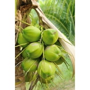 Coconut Tree, Green (Excludes Ca), Size: 12 inch