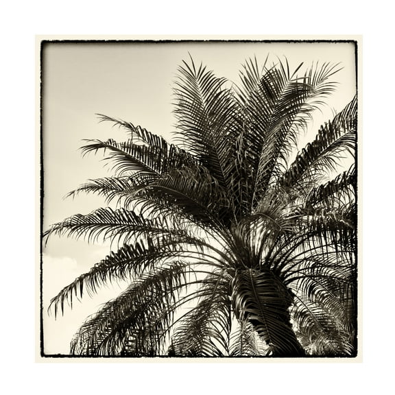 Debra Van Swearingen 'Palm Tree Sepia I' Canvas Art