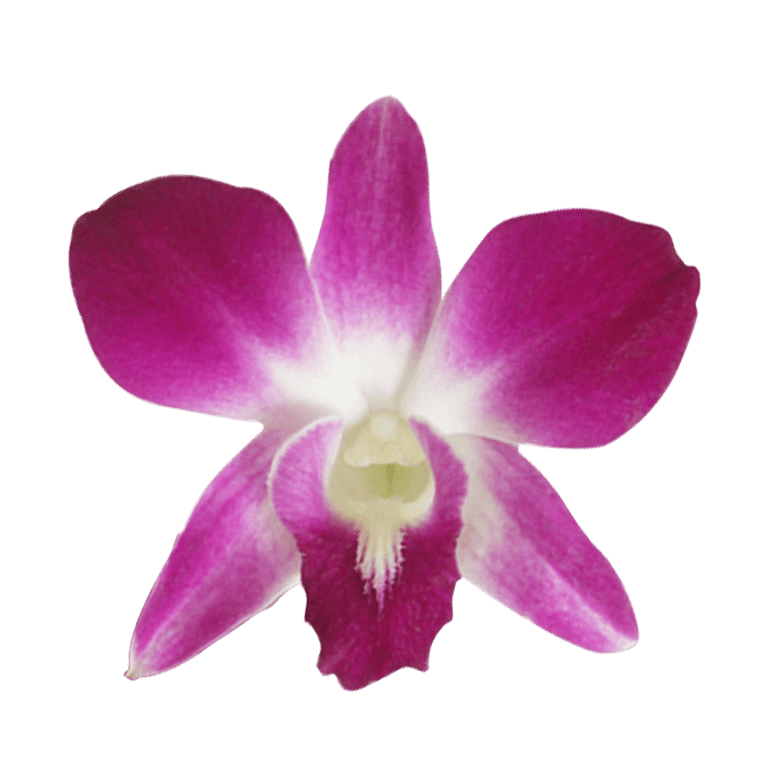 20 Sonia Dendrobium Orchid Flowers- Beautiful Fresh Cut