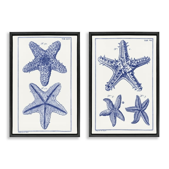 Stupell Industries Diagram of a Starfish Nautical & Beach Painting Black Floater Framed Canvas Art Print Wall Art, 17 x 25, Set of 2
