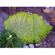 Scottish Moss - Sagina subulata Aurea - Very Hardy - Quart Pot