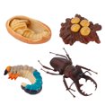 thumbnail image 4 of 4Pcs Simulation Insect Growth Ornaments Insect Display Models for Kids, 4 of 7