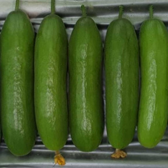 Cucumber Seeds - Green Light - Hybrid - 500 Mg Packet ~20 Seeds - Non-GMO, F1 Hybrid - Asian Garden Vegetable