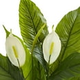 thumbnail image 3 of Nearly Natural 8318 26 in. Spathiphyllum Artificial Plant, 3 of 3