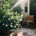 thumbnail image 3 of Night Blooming Jasmine - 3 Live Plants - Jessamine Cestrum Nocturnum - Fragrant Blooming Vine, 3 of 9