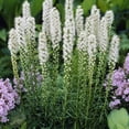 thumbnail image 1 of TASC Flower Bulbs Liatris Spicata Alba (15 Bulbs), 1 of 1