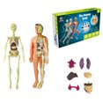 thumbnail image 1 of HLONK Human Anatomy Skeleton Model Teaching Aid Steam Science Education Kids Learning, 1 of 6