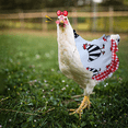 thumbnail image 5 of Sillas de montar para gallinas, delantal protector de pollo para ala trasera de aves de corral, 5 of 5