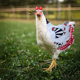 thumbnail image 5 of Sillas de montar para gallinas, delantal protector de pollo para ala trasera de aves de corral, 5 of 5