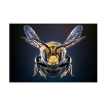 Trademark Fine Art Marcel Egger WildBee Canvas Wall Art