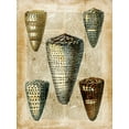 thumbnail image 2 of Vision Studio  12x14 Gold Ornate Wood Framed with Double Matting Museum Art Print Titled - Small Antiquarian Seashells IV, 2 of 4
