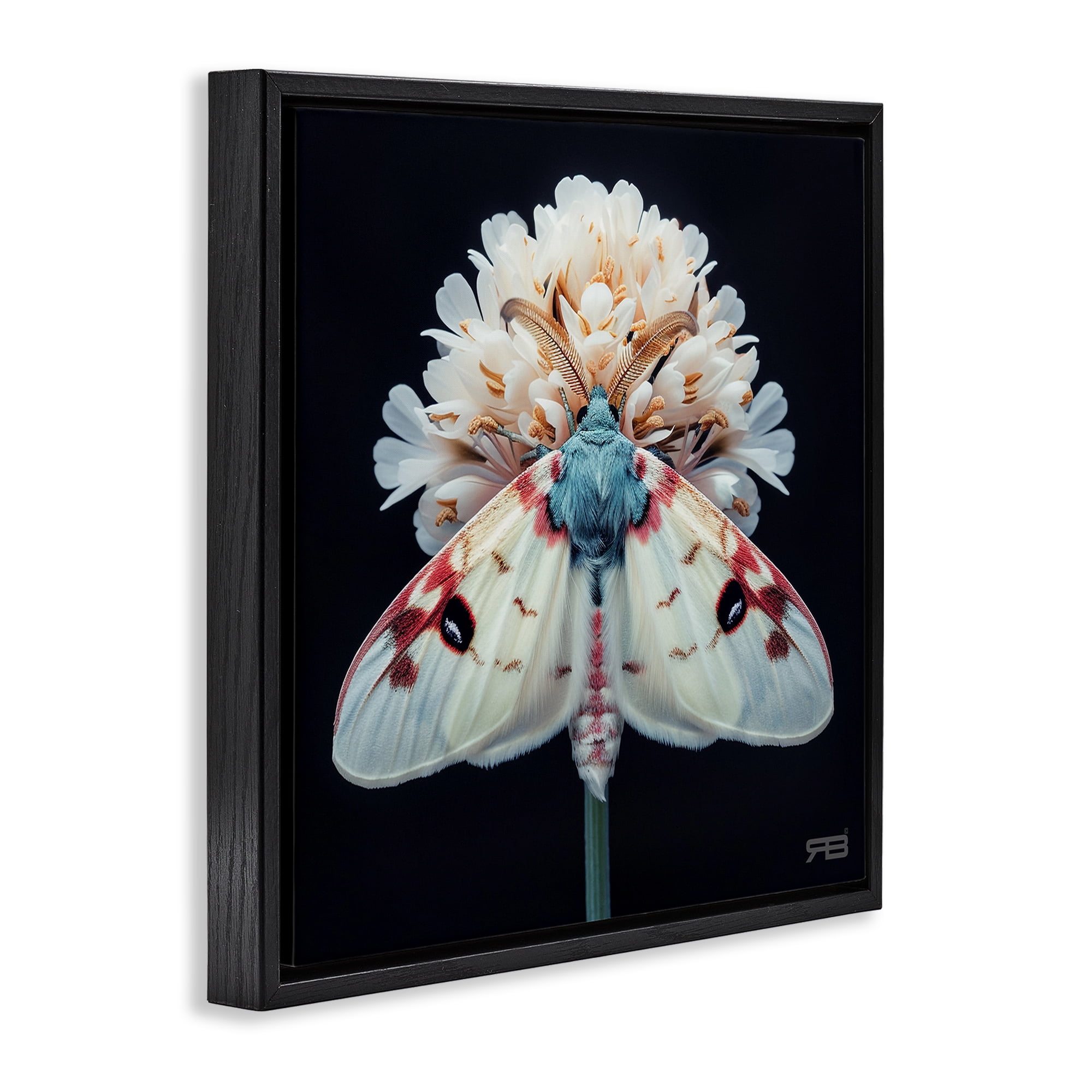 Stupell Industries Moth & White Flowers Animals & Insects Painting Black Floater Framed Canvas Art Print Wall Art, 18 x 18