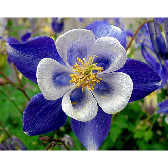 50 Bright Blue & White Columbine Seeds – Colorful Perennial Aquilegia Flower – Hummingbird Garden Plant
