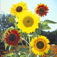 thumbnail image 4 of 25+ Seeds| Formula Mix Sunflowers Seeds - Authentic Seeds - Perennial~ GMO Free ~~Flower seeds ~ Asian Garden~ B5G1#E027, 4 of 5