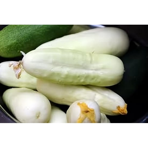Cucumber White Wonder Great Heirloom Vegetable by Seed Kingdom (1/4 Lb Seeds)