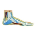thumbnail image 4 of HILABEE Anatomical Foot Model Functional with Digital Signs for Medical Practice Clinics Normal Foot, 4 of 9