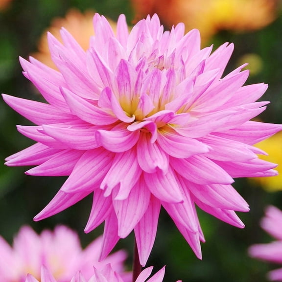 Pink Corona Dahlia Flower Bulbs Jumbo Pack - 5 Bulbs per Pack - Deer Resistant - Good as Cut Flowers - Grows Well in Containers - Easy to Grow Live Plants - Outdoor Garden