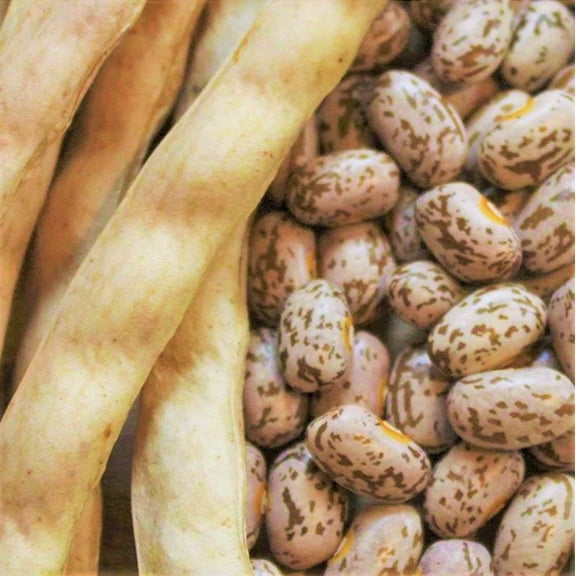TomorrowSeeds - Pinto Bean Seeds - 30  Count - For 2025 Planting Heirloom Spanish Speckled Bush