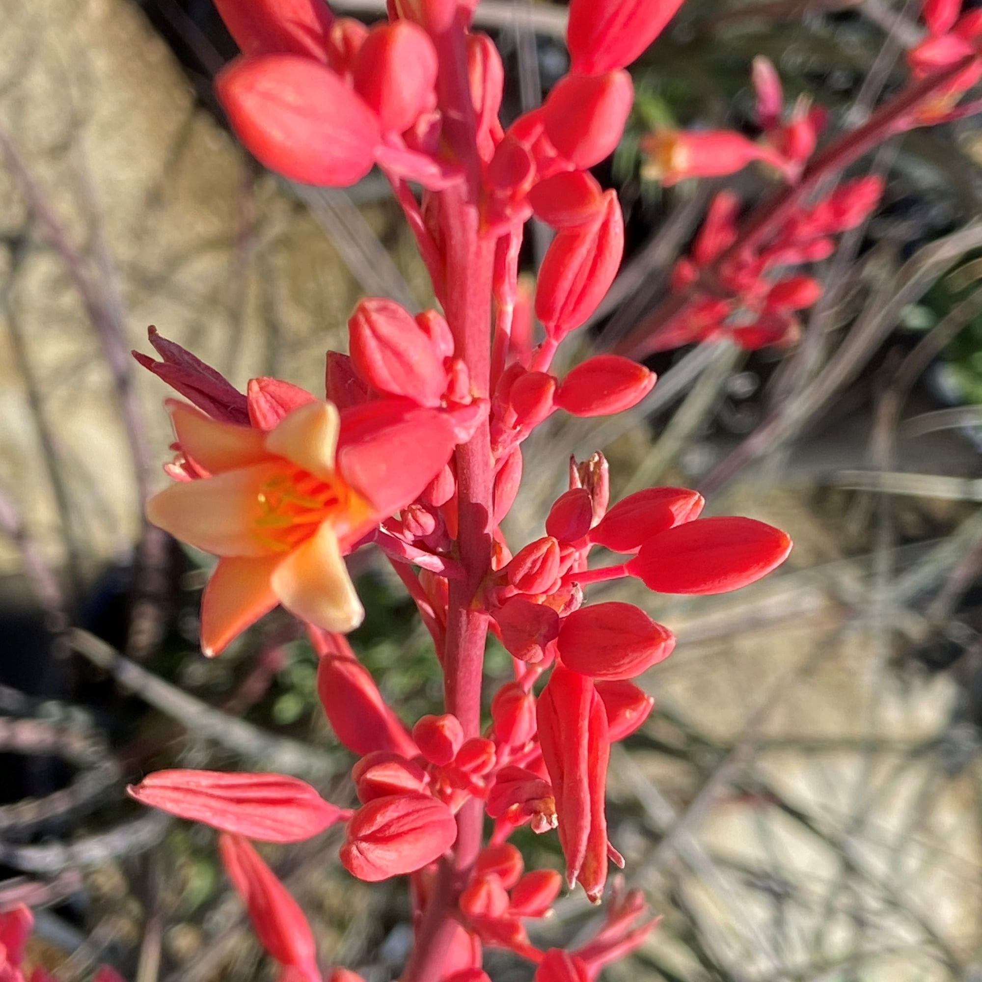 Altman Plants Red Yucca Outdoor Plant - Hesperaloe Parviflora - Perennial Succulent - 1-Gallon Pot