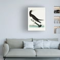 thumbnail image 2 of Trademark Fine Art Pictufy Booby Gannet From Birds of America 1827 Canvas Wall Art, 2 of 4