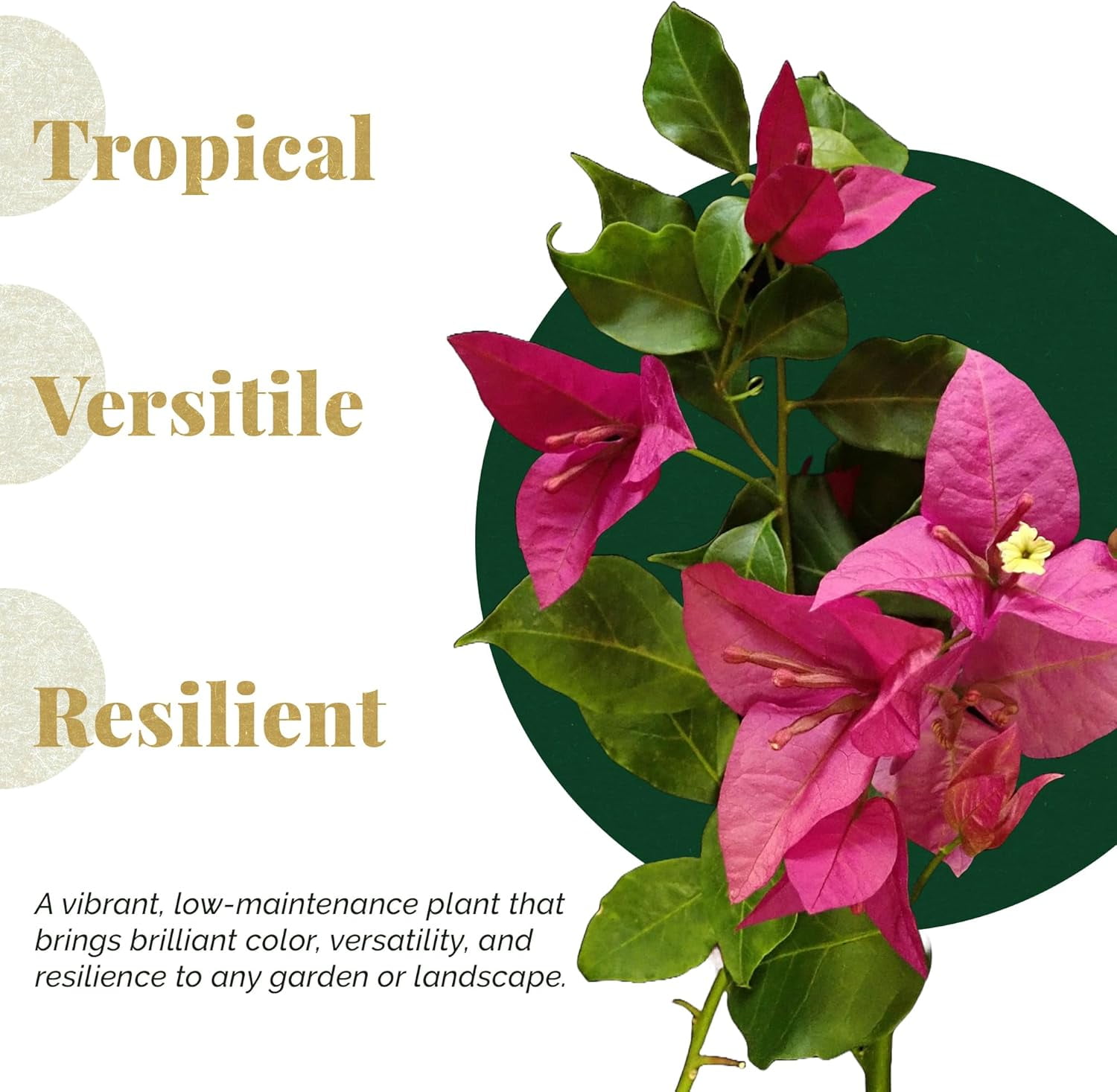 3 Barbara Karst Bougainvillea, Live Plants – Thriving in 2.5” Nursery Cubes – Stunning Red-Magenta Blooms, Versatile as a Vine or Shrub