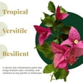 thumbnail image 4 of 3 Barbara Karst Bougainvillea, Live Plants – Thriving in 2.5” Nursery Cubes – Stunning Red-Magenta Blooms, Versatile as a Vine or Shrub, 4 of 9