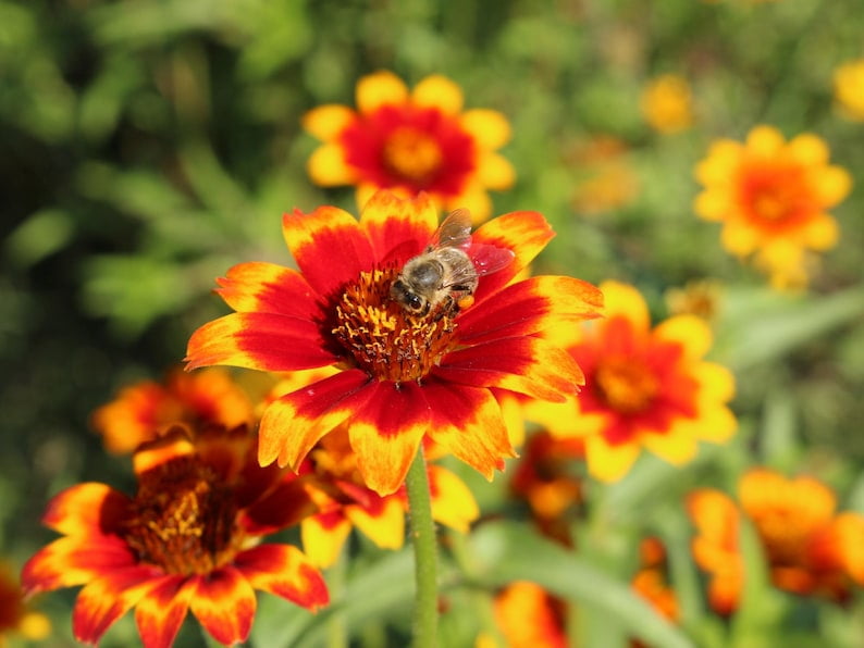 30 Seeds Mexican Zinnia - Zinnia Flower Seeds - Bright Blooming Annuals - Heat Tolerant Flowers