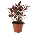 thumbnail image 6 of Peperomia Metallica Live Plant | Peperomia Plant Metallica | Pet Safe Rare House Plants | Air Purifying Easy Care Houseplants | Plant Gifts, 6 of 6