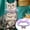 Purple, variant on Black Friday TIMIFIS Dog Cat Collar Pet Supplies Pet Jewelry Pearl Necklace Cat And Dog Collar Pendant Gift Decoration