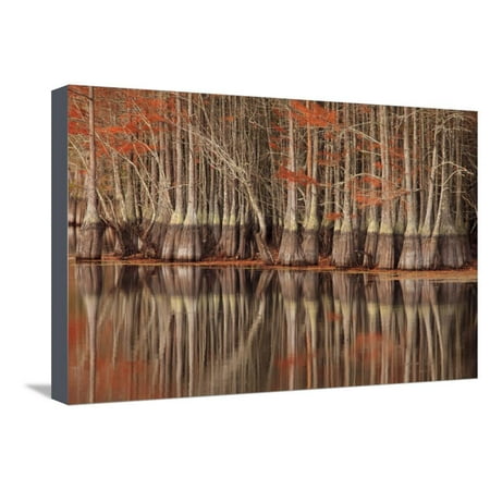Twin Well Warmer - USA, Georgia. Twin City, Cypress trees and reflections in the fall. Stretched Canvas Print Wall Art By Joanne Wells