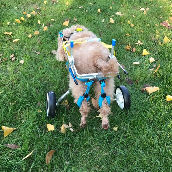Voiturette en Aluminium pour Fauteuil Roulant pour Animaux de Compagnie Scooter Handicapé Jambe Arrière Réglable Outil de Marche Antichoc