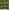 Dark Olive Green, variant on Soimoi Cotton Duck Fabric Dot & Chestnut Leaves Print Sewing Fabric Yard 42 Inch Wide