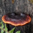 thumbnail image 3 of Set of 5 Mushroom Shelf Wall Decor Small Wall Shelf for Bedroom Resin Mushroom Decor Floating Shelve, 3 of 5