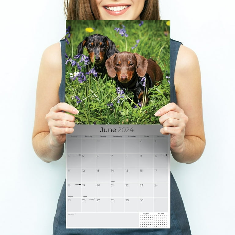 Dachshund 2025 Calendars For Sale Usa berrie deedee